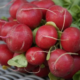 radishes-planting-growing-harvesting