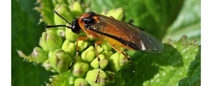 Plum seed sawfly (Eurytoma schreineri) - pest management