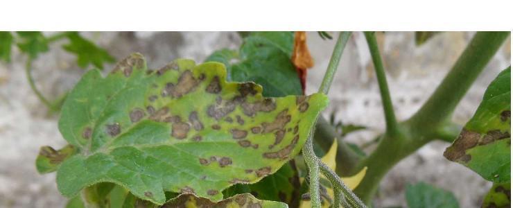The tomato leafminer (Tuta absoluta) - pest management