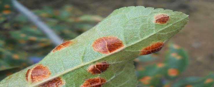 Fabraea leaf spot (Fabraea maculata) - identify and control