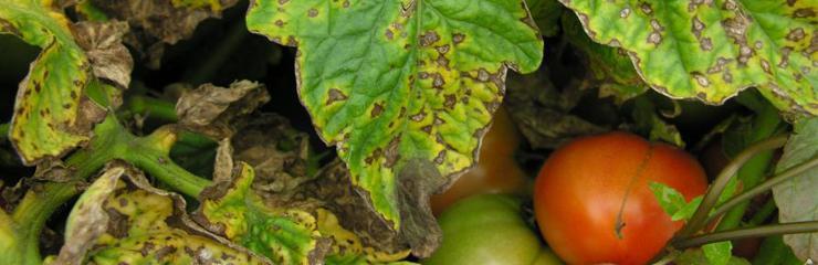 Fabraea leaf spot (Fabraea maculata) - identify and control