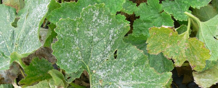 Cucumber downy mildew (Pseudoperonospora cubensis) - identify and control