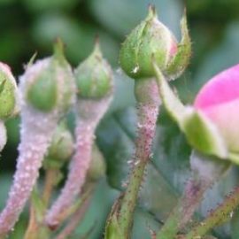 Rose powdery mildew-identify-and-control