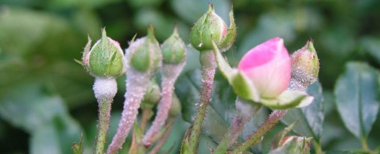 Roses, planting guide and care work