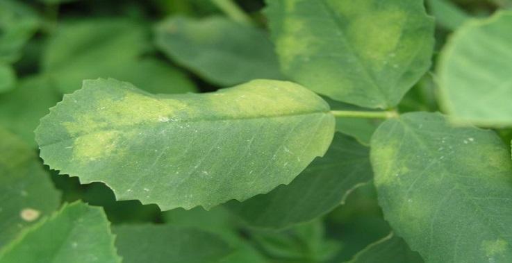 Alfalfa downy mildew (Peronospora aestivalis) - identify and control