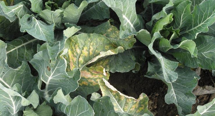 Black leg of cabbage (Leptosphaeria maculans) - identify and control