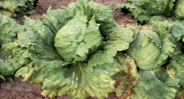 Lettuce downy mildew (Bremia lactucae) - identify and control