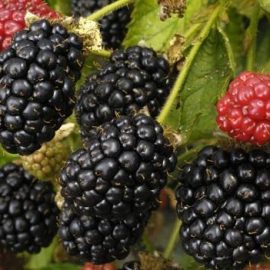 blackberry-planting-growing-harvesting