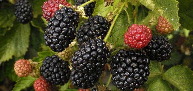 Blackberry, planting, growing and harvesting