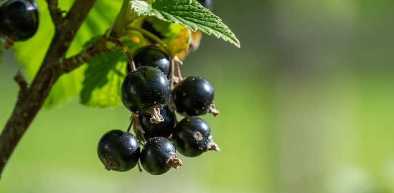 Blackcurrant, planting, growing and harvesting