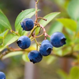 blueberry-planting-care