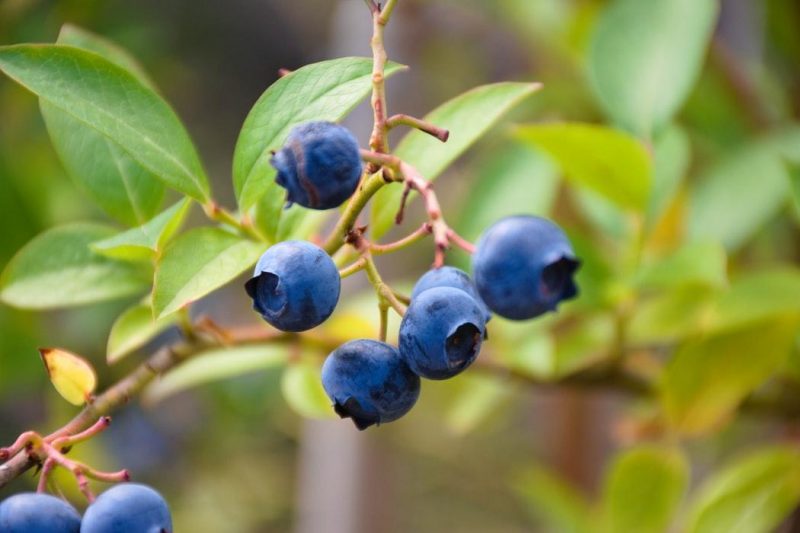 Blueberry, planting, growing and harvesting