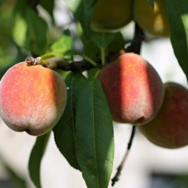 peach-tree-planting-growing-guide