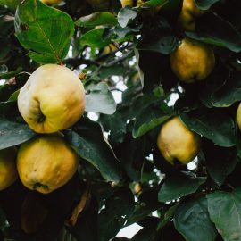 quince-planting-growing-harvesting