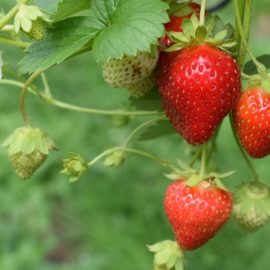 strawberry-planting-growing-harvesting