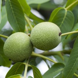 walnut-tree-growing-care-guide