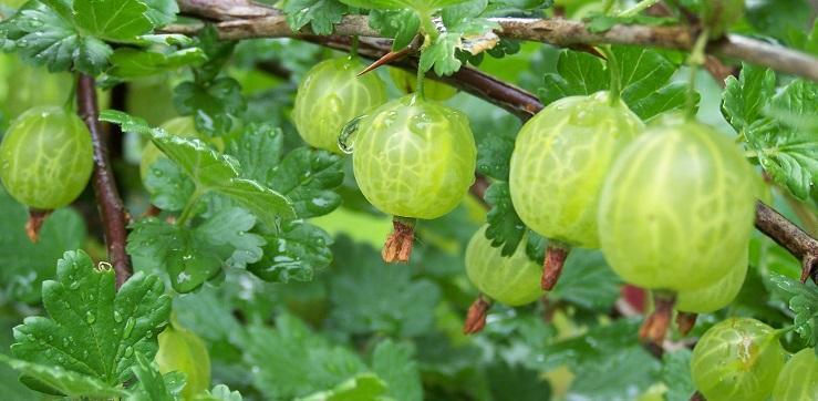 Gooseberry, planting, growing and harvesting