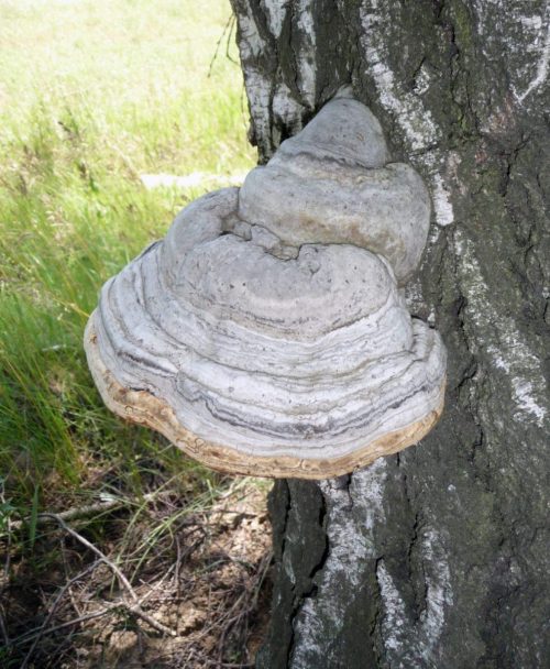 hoof-tree-fungi