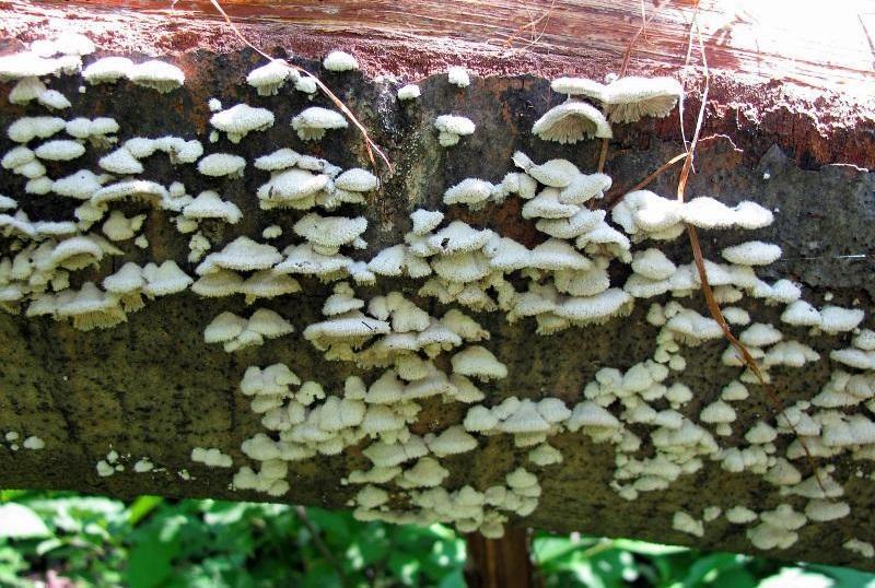 splitgill-mushroom