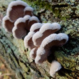 tree-lichens-mushrooms-fungi