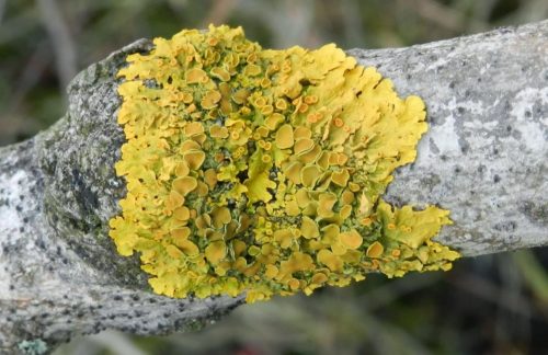 tree-lichens