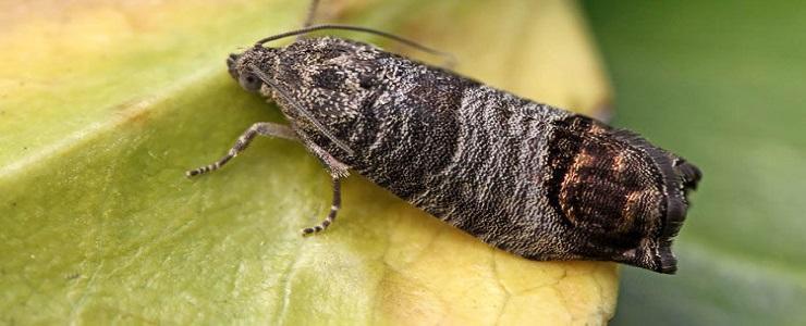 The plum fruit moth (<em>Cydia</em> funebrana) - pest management