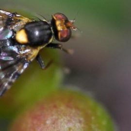 european cherry fruit fly pest management