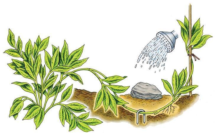 Plant layering - information about vegetative propagation