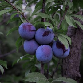 plum-tree-planting-growing-harvesting