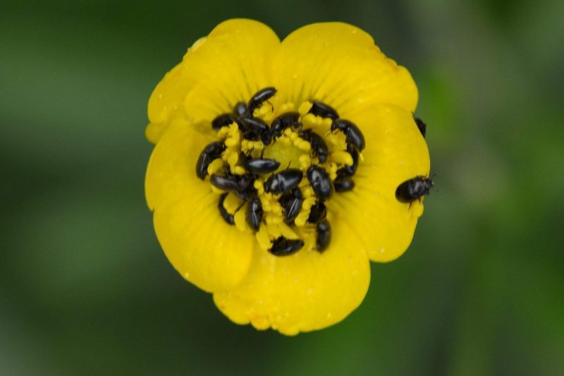 Blossom  feeder scarab (Tropinota hirta)- pest management