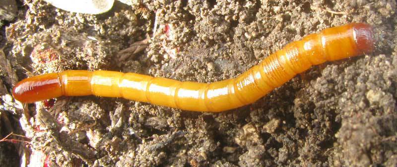 Wireworms (Agriotes sp.) - pest management