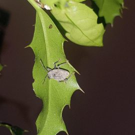 Ilex attacked by insects ARM EN Community
