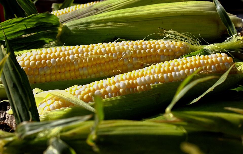 Sweet corn, cultivation and harvesting technology