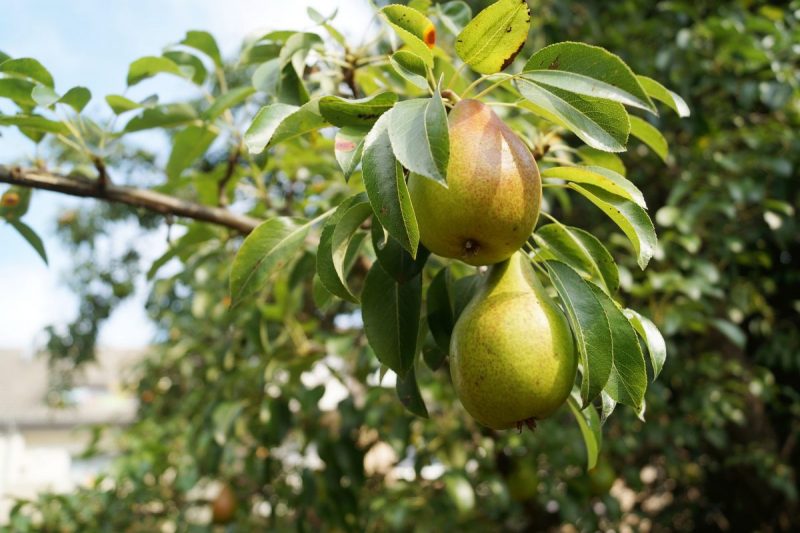 pear-tree-growing-harvesting