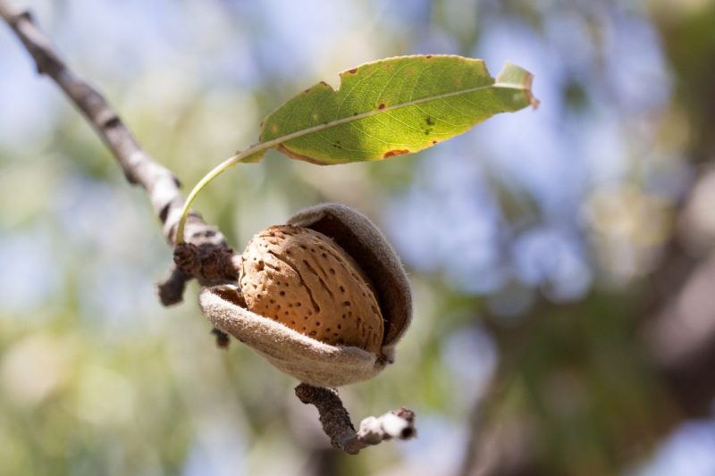 almond-pest-disease