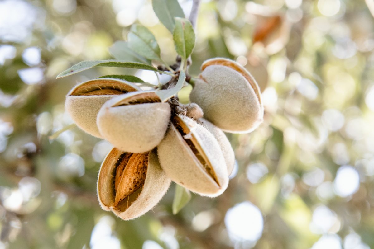 Almond, planting, growing and harvesting