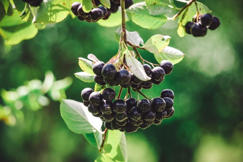 Chokeberry treatments, pest and disease control