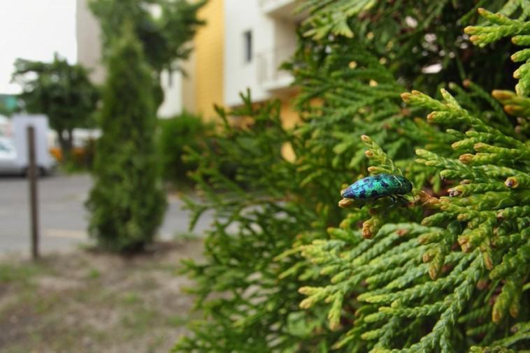 Cypress Jewel Beetle (Ovalisia festiva) - pest management
