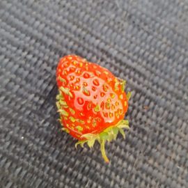 Strawberry – leaves growing on fruit ARM EN Community