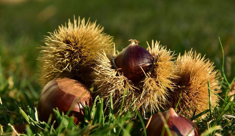 Sweet chestnut treatments, pest and disease control