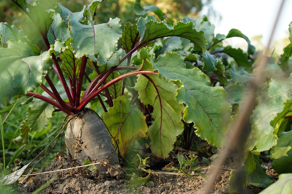 Beet, cultivation and harvesting technology