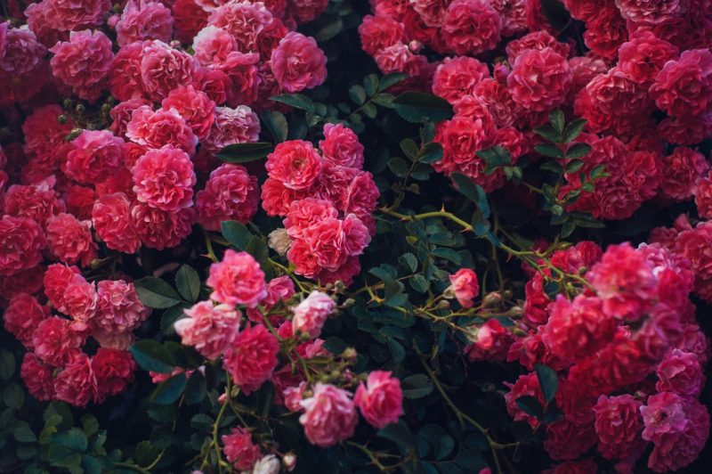 damask roses care guide