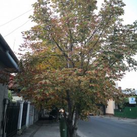 Horse chestnut with brown leaves ARM EN Community