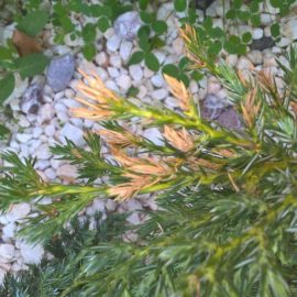 Pine with yellow and brown needles ARM EN Community