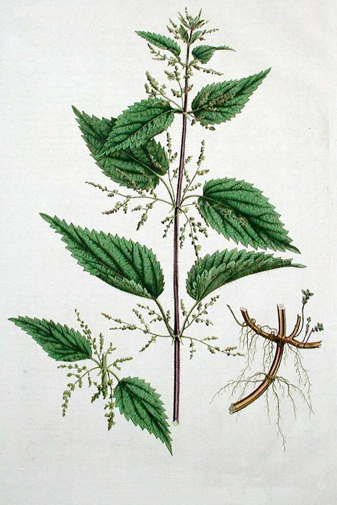 urtica-dioica-biljka