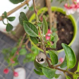 What are these shells on my fuchsia? ARM EN Community
