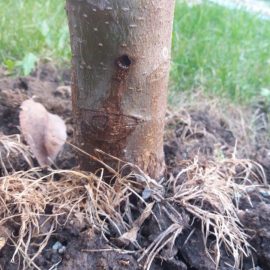 Apple tree- holes at the base of the trunk ARM EN Community