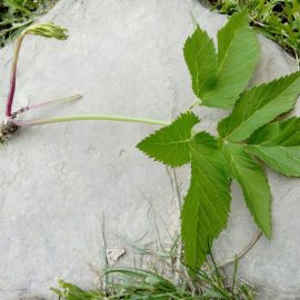 Identifying a weed grown in my garden ARM EN Community
