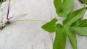 Identifying a weed grown in my garden ARM EN Community
