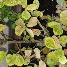 Euonymus japonicus with white scale on branches ARM EN Community